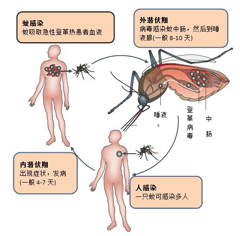 越南登革热疫情最新动态及应对策略