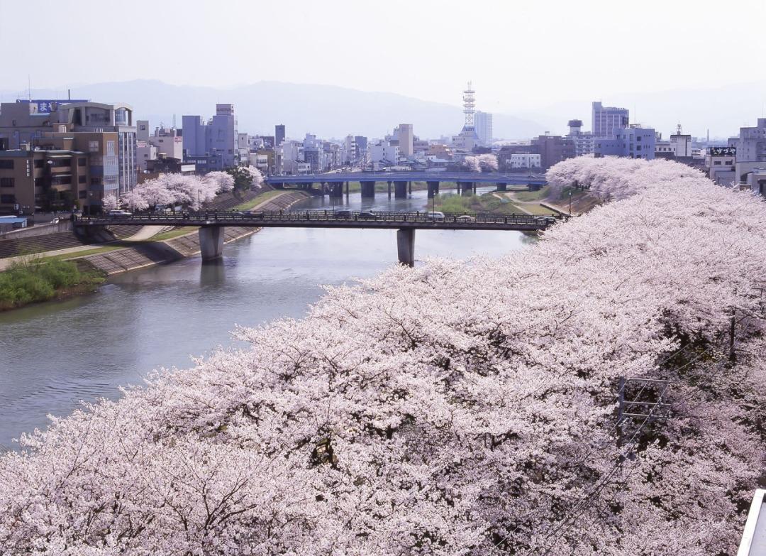 桜道下载，数字世界全新探索之旅